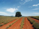 Lavender Farm Aus.
